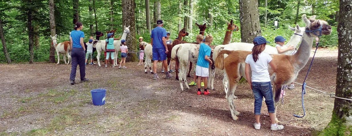 Man sieht Kinder, die Lamas pflegen.